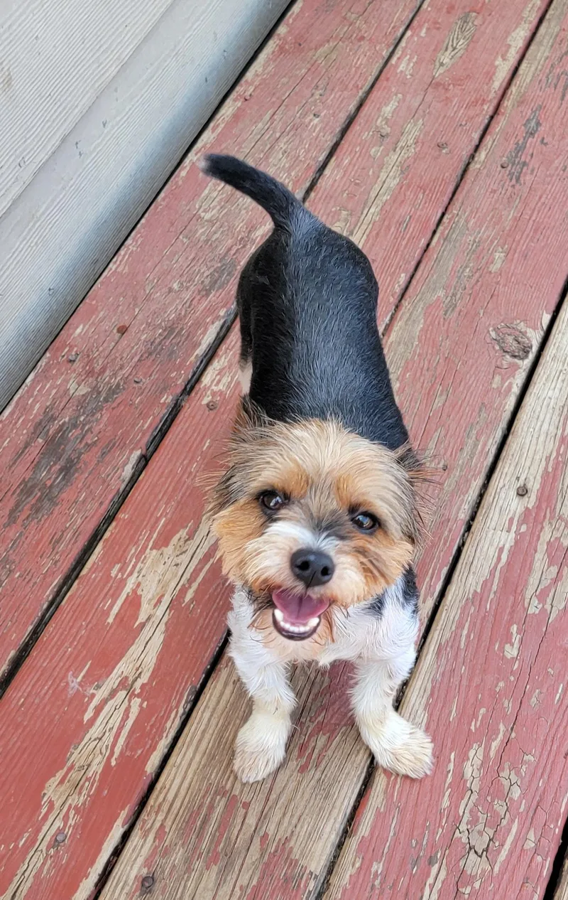 An adult small-sized male Tricolor (Brown, Black, & White) Yorkshire Terrier dog named Leo for adoption in Van Alstyne, TX