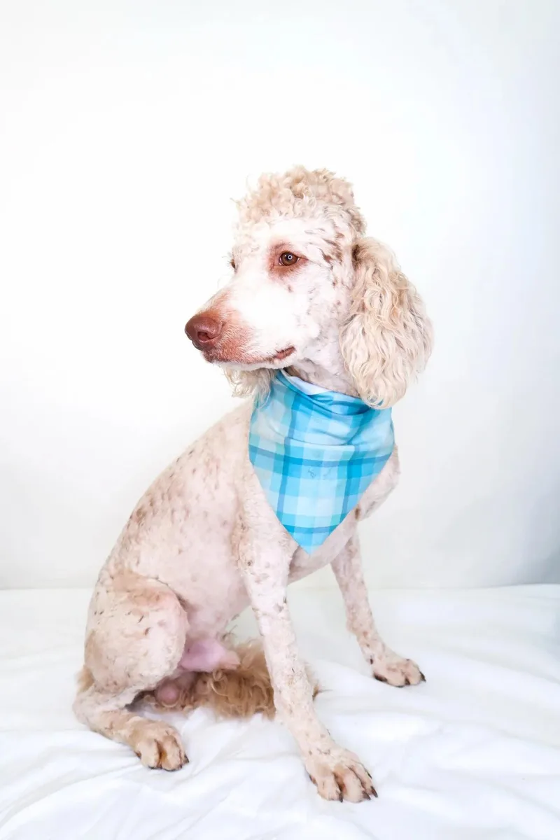 Barry White thumbnail 3