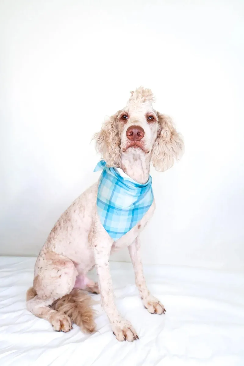 Barry White thumbnail 4