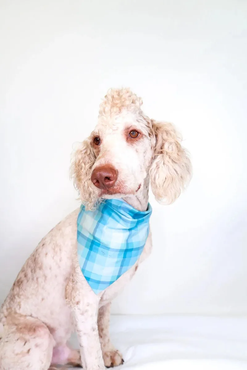 Barry White thumbnail 5