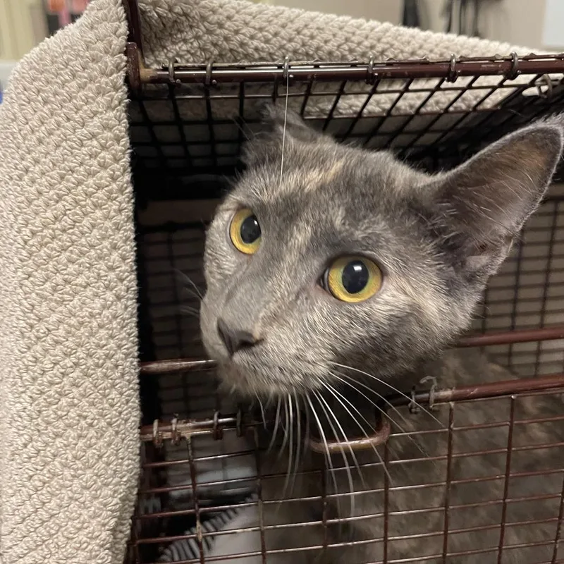 A young medium-sized female Gray / Blue / Silver Domestic Medium Hair cat named Velvet for adoption in Chicago, IL