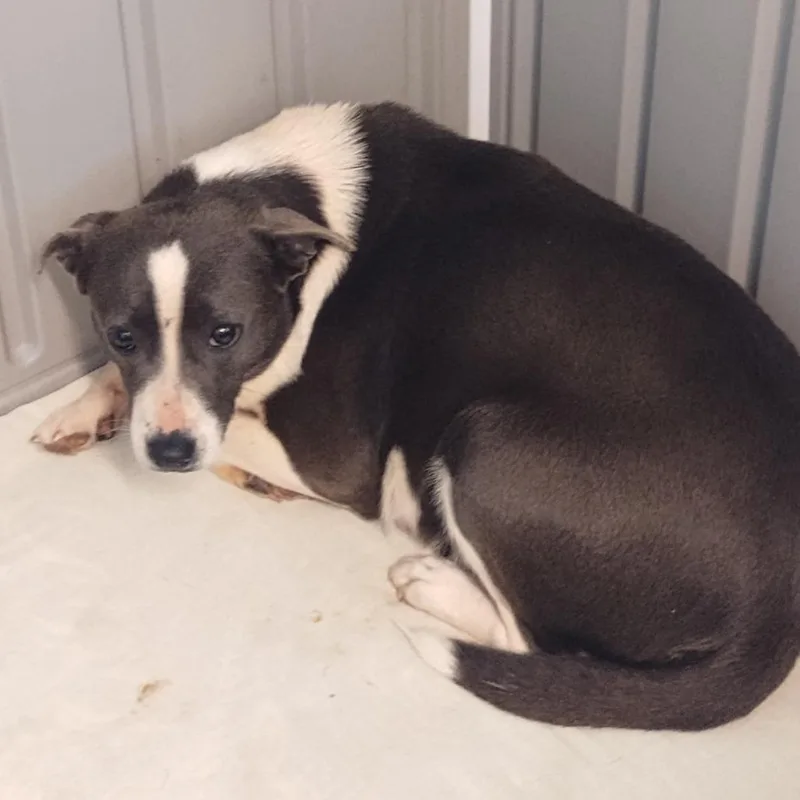 An adult medium-sized female Black Mixed Breed dog named Heart for adoption in LOXAHATCHEE, FL