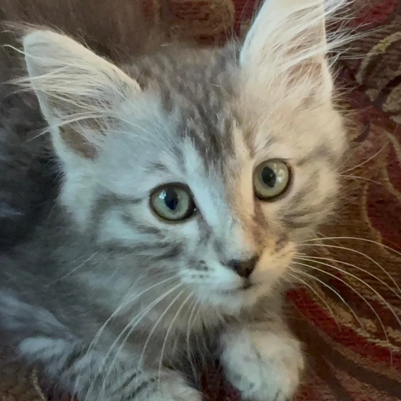 A baby small-sized male Gray / Blue / Silver Domestic Medium Hair cat named Quincy for adoption in Pleasanton, CA