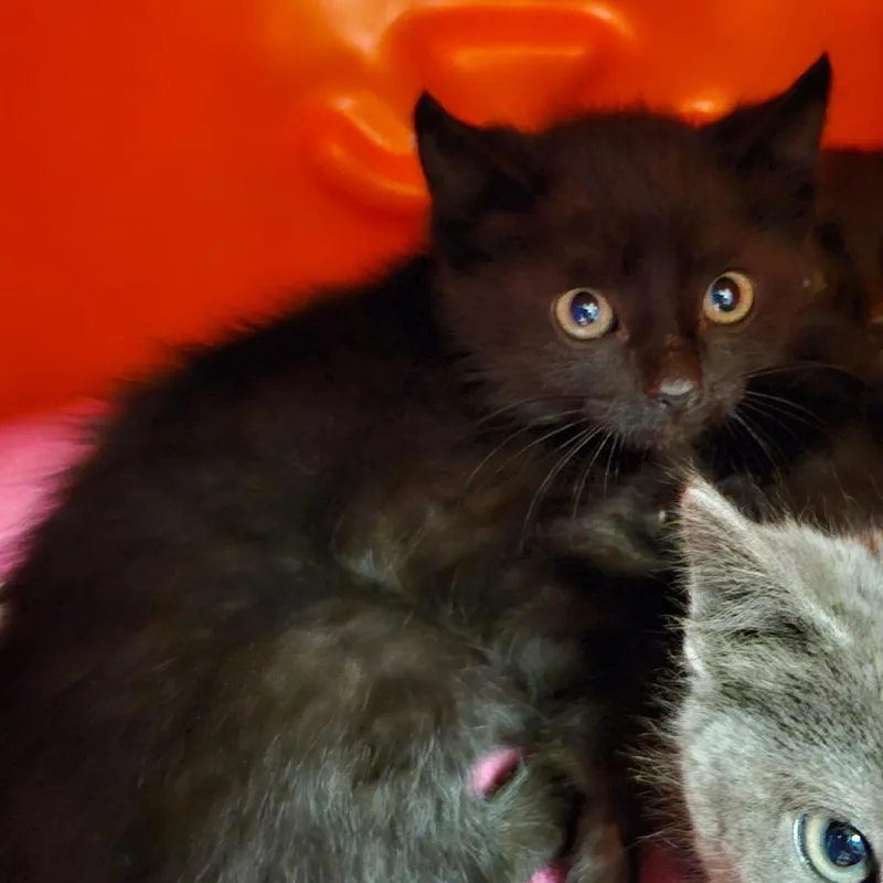 A baby small-sized female Black Domestic Short Hair cat named Ebhsstray__ for adoption in Brookfield, WI