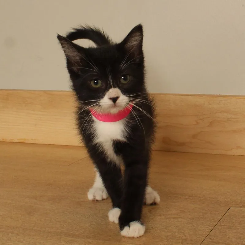 A baby small-sized female Black Domestic Short Hair cat named Uhura C for adoption in Minnetonka, MN