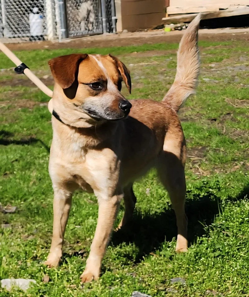 An adult medium-sized female Australian Cattle Dog / Blue Heeler dog named Billie for adoption in Wetumpka, AL