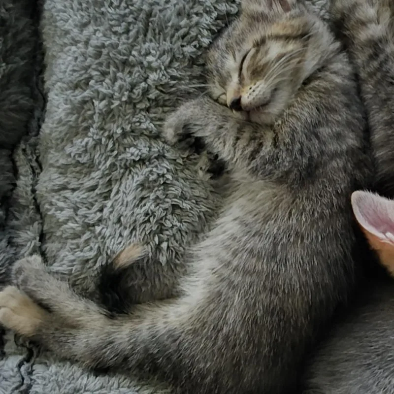 A baby small-sized male Gray / Blue / Silver Domestic Short Hair cat named Brulee for adoption in West Palm Beach, FL