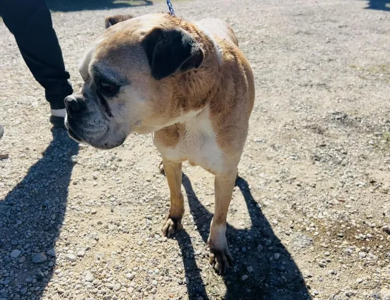 Sweet Pea  Silver thumbnail 3