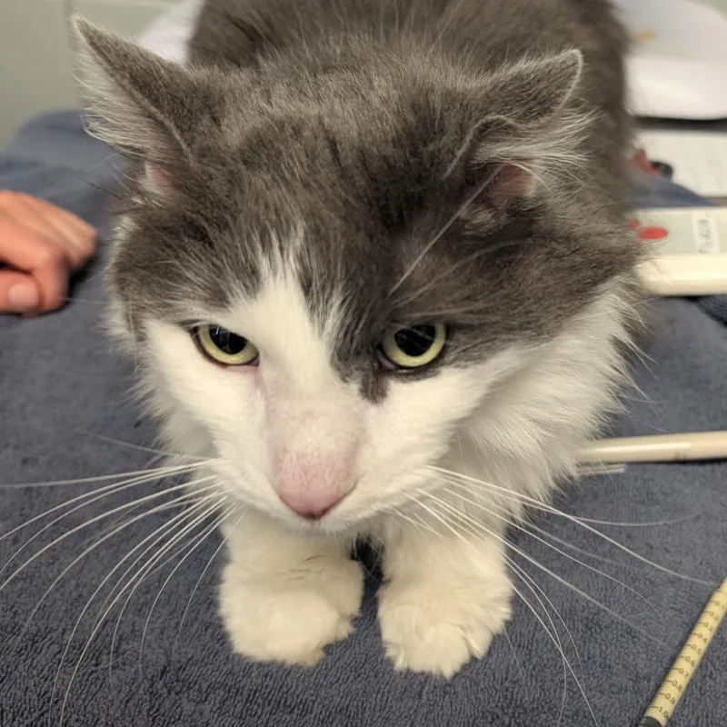 An adult large-sized male Gray / Blue / Silver Domestic Long Hair cat named Mac for adoption in West Olive, MI