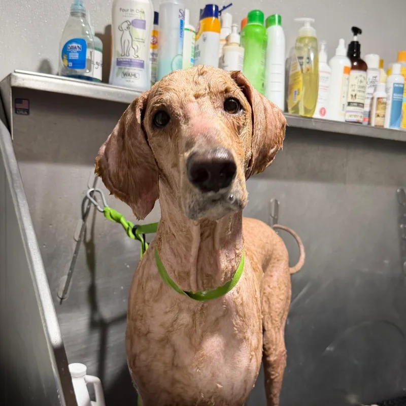 An adult large-sized male White / Cream Standard Poodle dog named Oscar for adoption in Tampa, FL