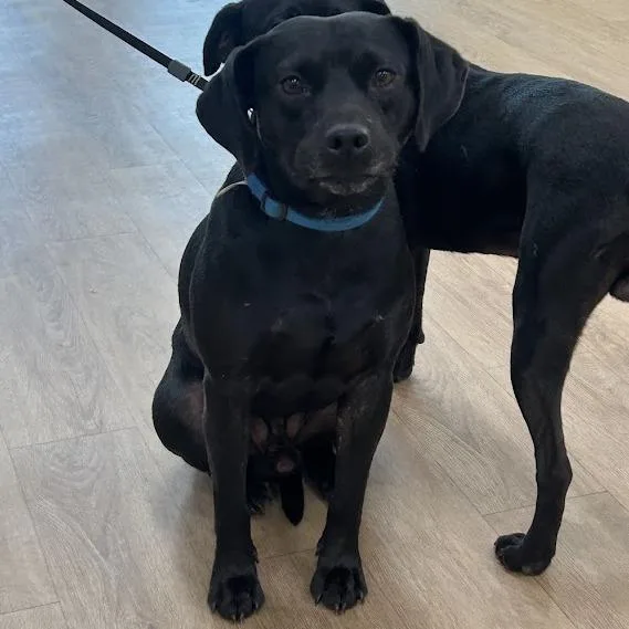 An adult medium-sized male Black Labrador Retriever dog named Obsidian for adoption in Verona, VA
