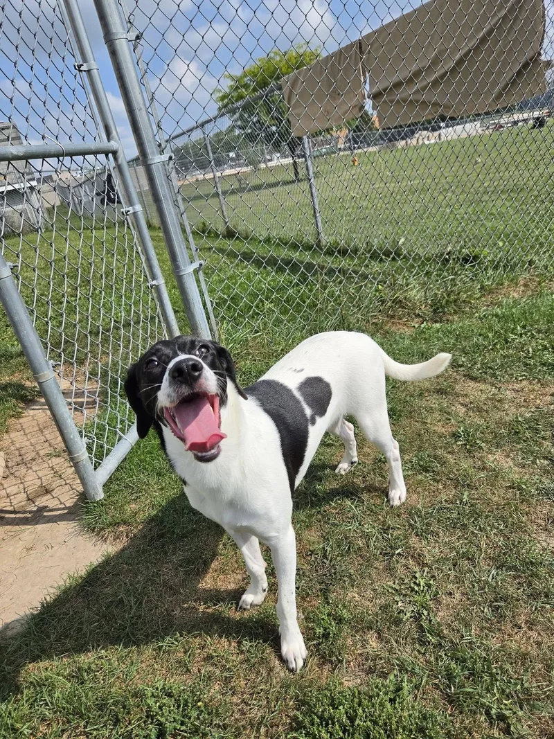 A young medium-sized male Mixed Breed dog named Lancer for adoption in Chilton, WI