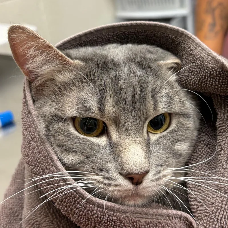 An adult medium-sized male Brown / Chocolate Domestic Short Hair cat named Fidget for adoption in Murray, UT