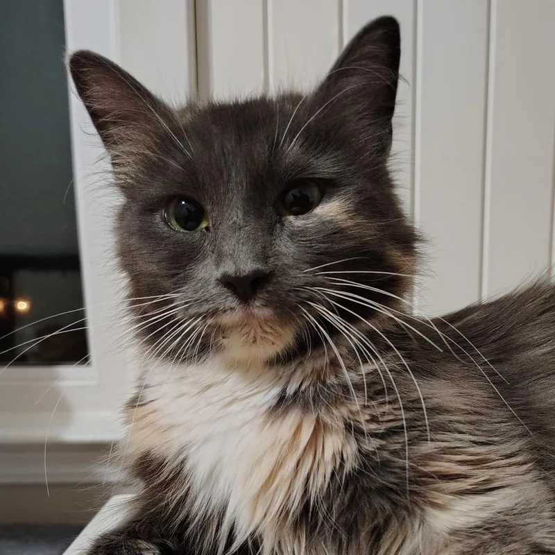 Lavender thumbnail 2