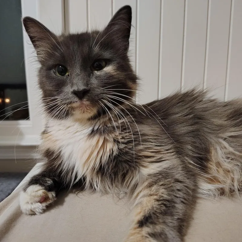 Lavender thumbnail 3