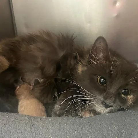 Lavender thumbnail 4