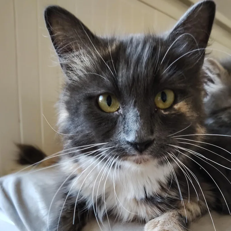 Lavender thumbnail 5