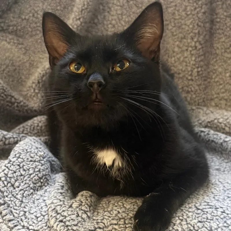 A young small-sized male Black Domestic Short Hair cat named Choso for adoption in Pittsburgh, PA