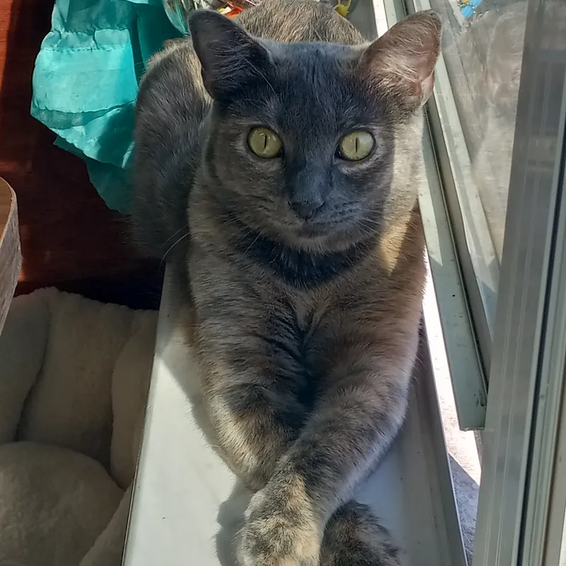 Francesca De Meow Ms