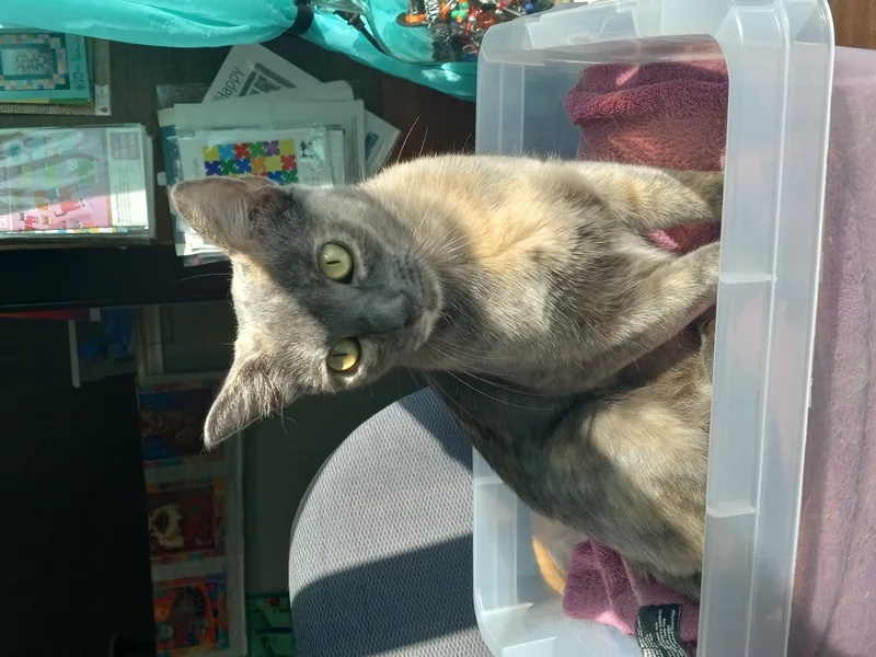 Francesca De Meow Ms thumbnail 2