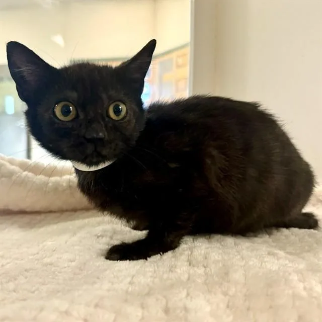 A young small-sized female Domestic Short Hair cat named Stella for adoption in Riverside, CA