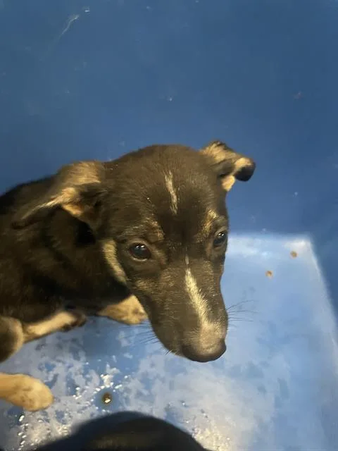A baby small-sized female Mixed Breed dog named Bonnie for adoption in Dallas, TX