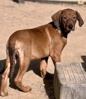 Sooner Sweethearts thumbnail 2