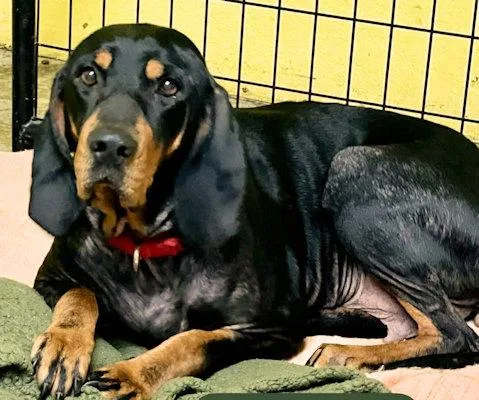 Sooner Sweethearts thumbnail 3