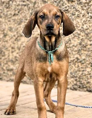 Sooner Sweethearts thumbnail 4