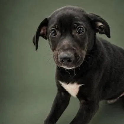 A baby medium-sized male Black Labrador Retriever dog named Jaden for adoption in Allentown, PA