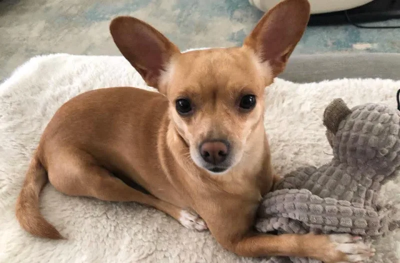 An adult small-sized female Chihuahua dog named Birdie for adoption in Panama City, FL