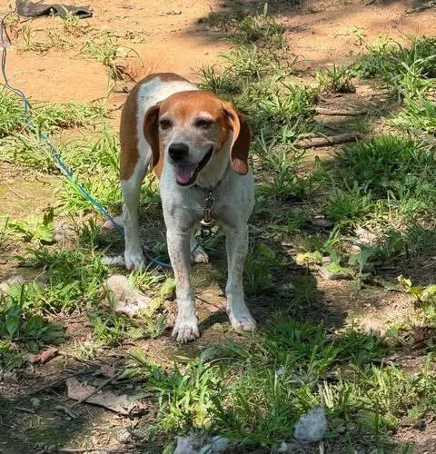An adult small-sized female Bicolor Beagle dog named Lily Rose for adoption in Kent, WA