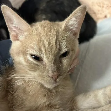 A baby small-sized male Orange / Red Domestic Short Hair cat named Alvin for adoption in Durango, CO