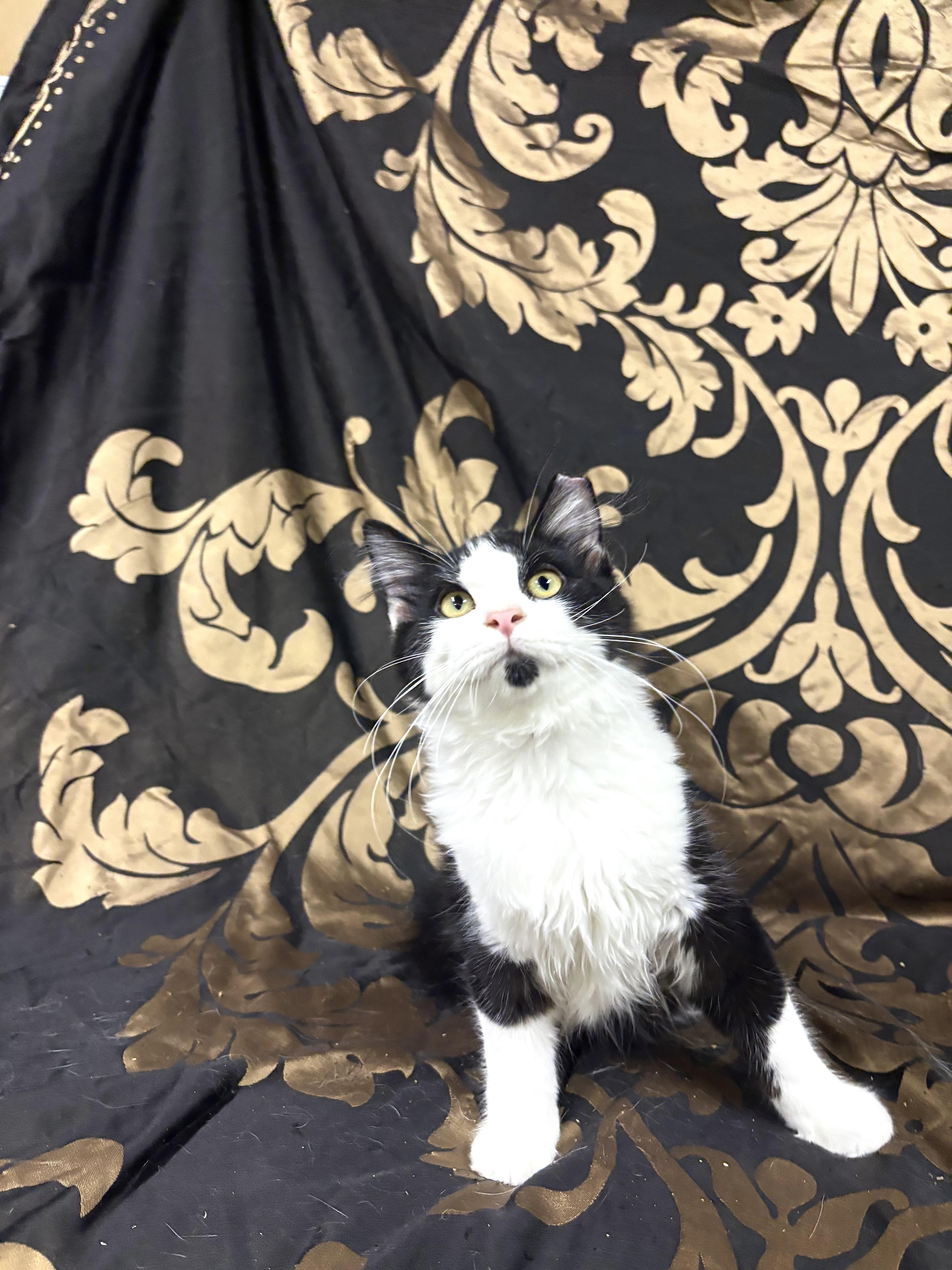 A baby medium-sized male Domestic Long Hair cat named Turkey for adoption in Pittsburgh, PA