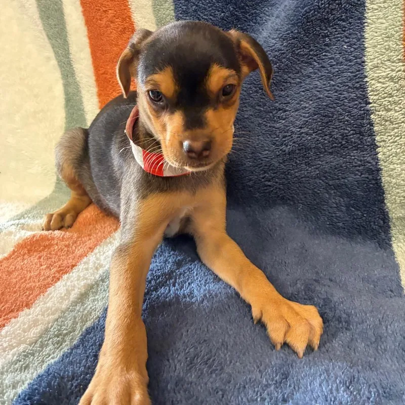 A baby small-sized male Brown / Chocolate Labrador Retriever dog named Finn for adoption in San Antonio, TX