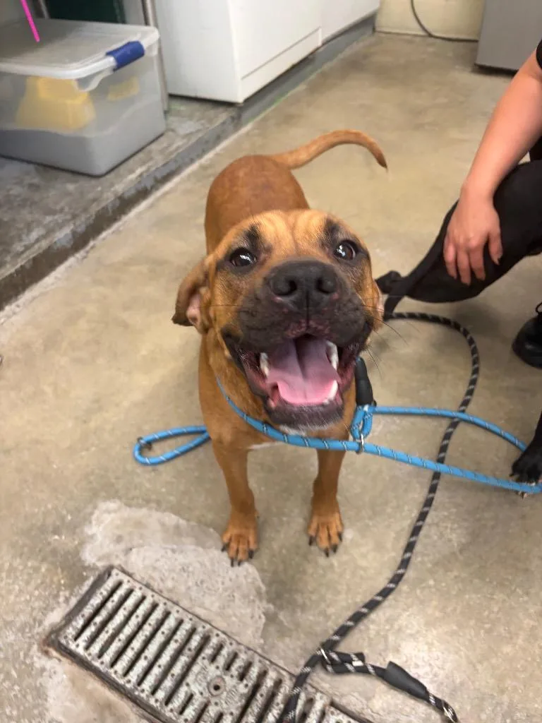 A baby medium-sized female Boxer dog named June for adoption in Rensselaer, IN