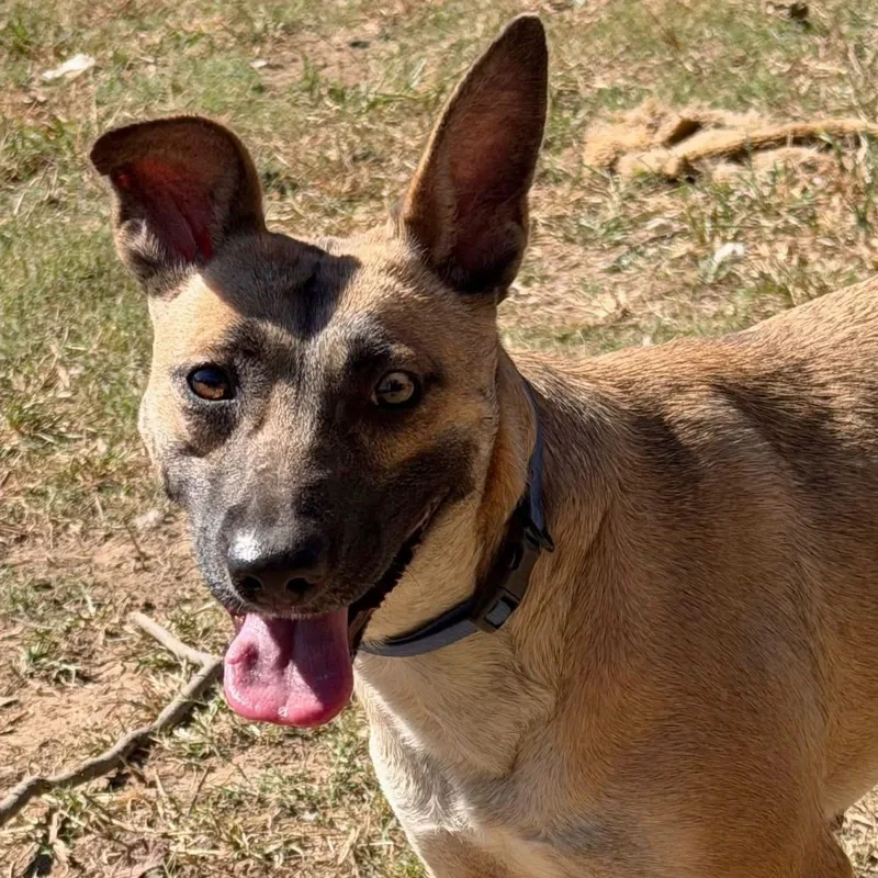 A young medium-sized female Belgian Shepherd / Malinois dog named Fawn for adoption in Calera, AL