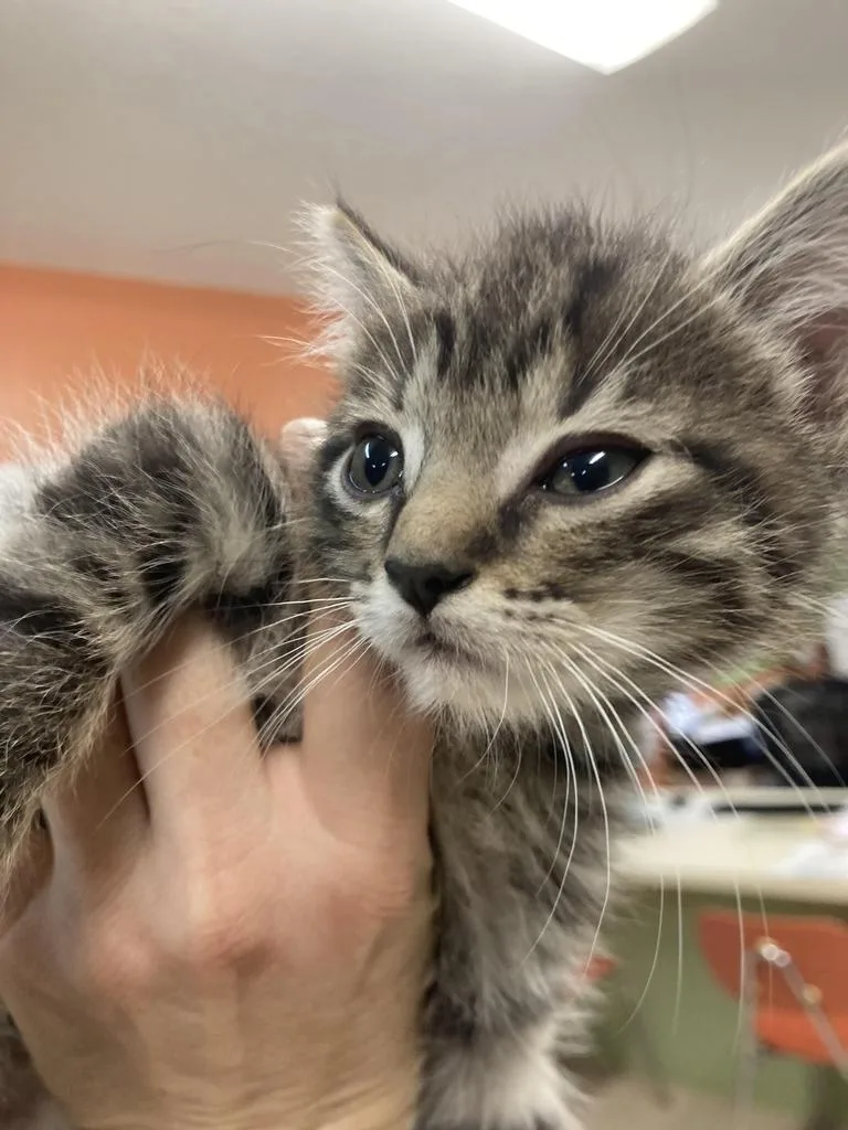 A baby medium-sized female Domestic Short Hair cat named Indigo for adoption in Burnsville, NC