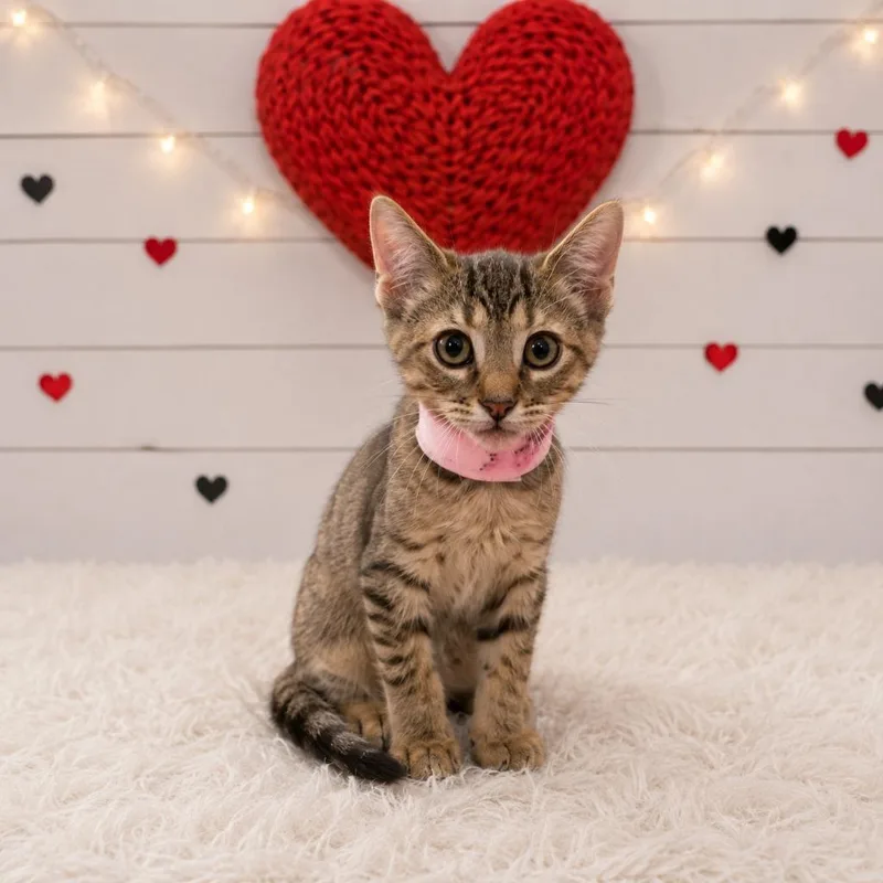 A baby small-sized female Domestic Short Hair cat named Berry for adoption in Corpus Christi, TX