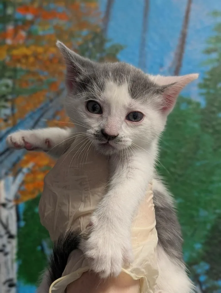A baby medium-sized female Domestic Short Hair cat named Dallas for adoption in New Braunfels, TX