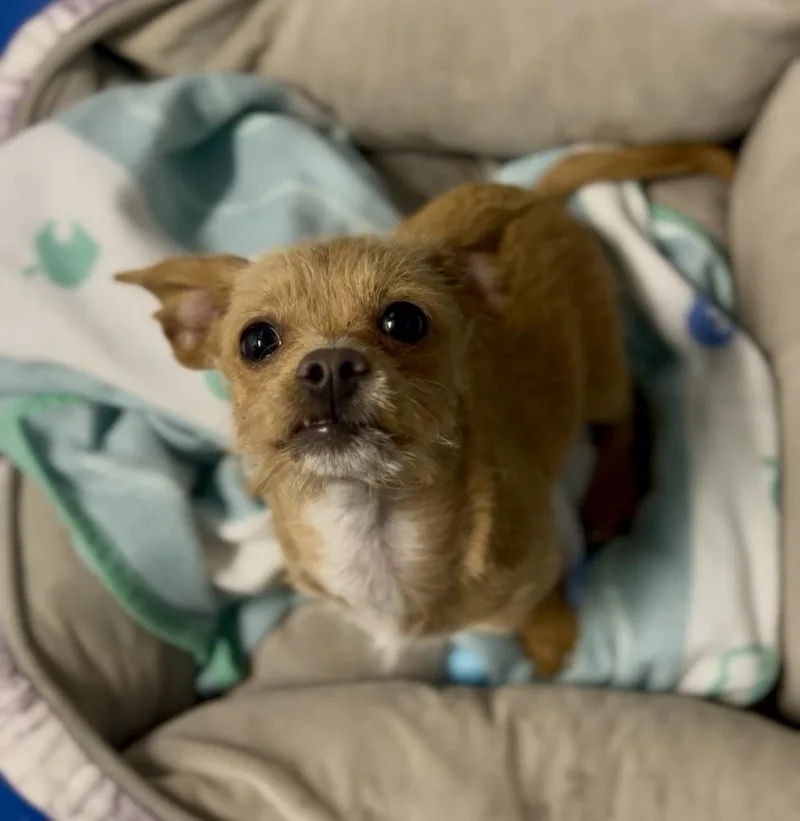 A baby small-sized female Terrier dog named Molly for adoption in Jamestown, CA