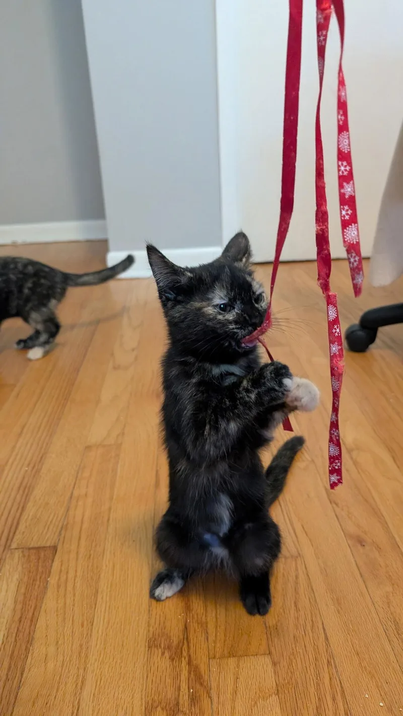 A baby medium-sized female Domestic Short Hair cat named Barb for adoption in Wheaton, IL