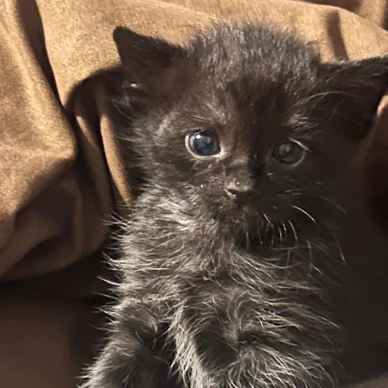 A baby small-sized male Black Domestic Short Hair cat named Spooky for adoption in Odenville, AL