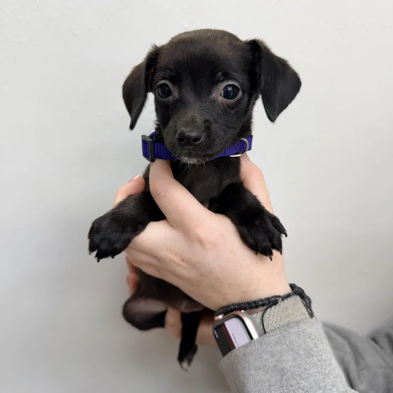 A baby small-sized female Mixed Breed dog named Sabrina Carpenter for adoption in Henderson, NV
