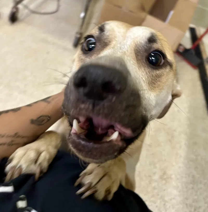A young medium-sized female Shepherd dog named Brandi for adoption in Muncie, IN