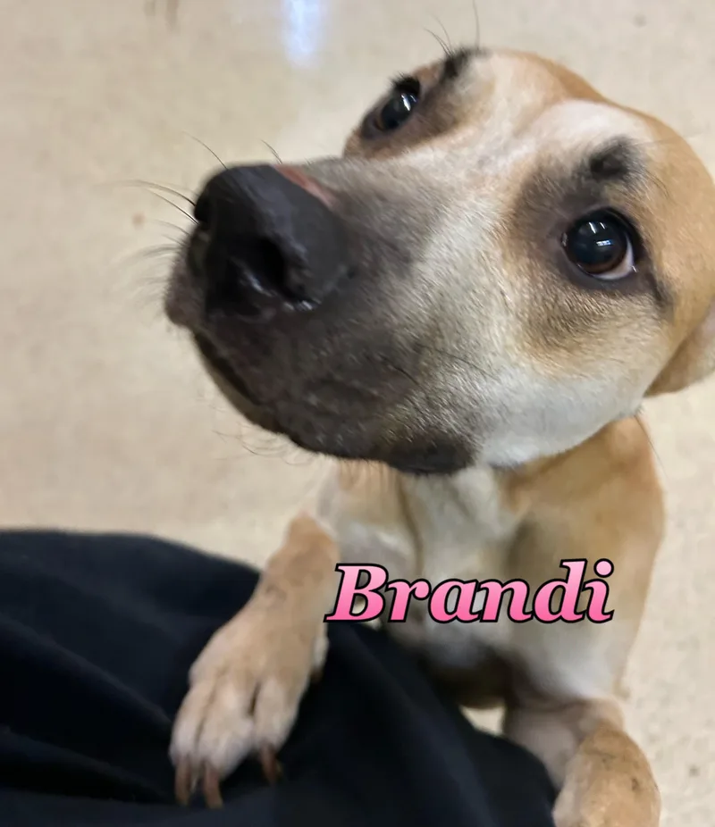 Brandi thumbnail 2