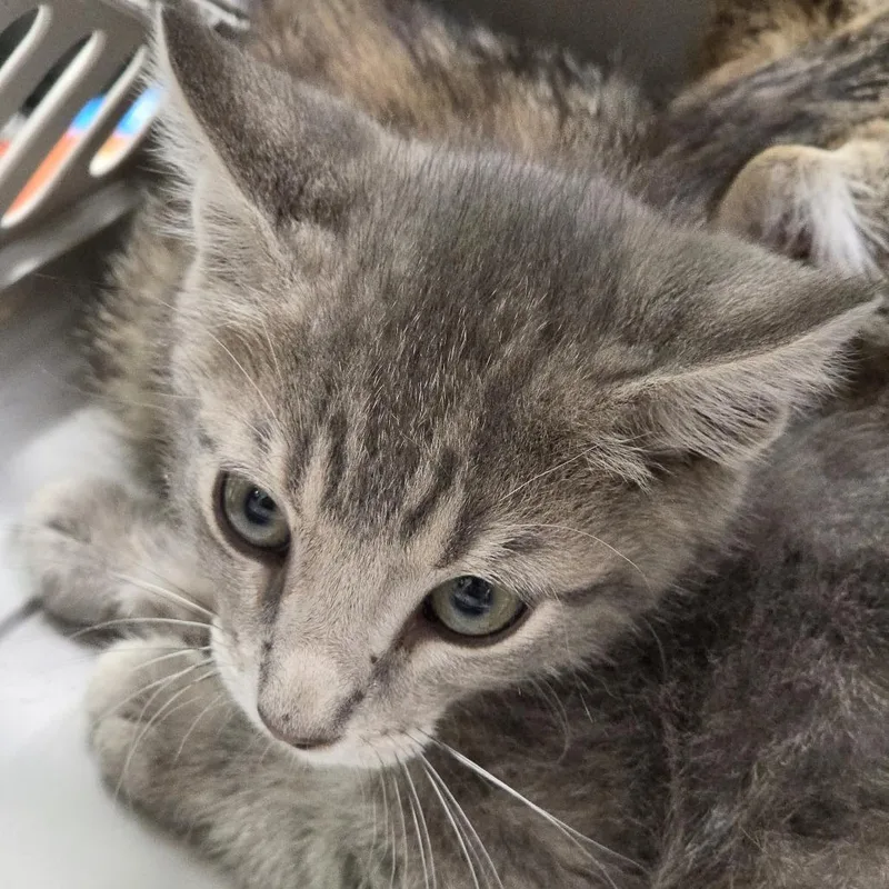 A baby small-sized male Gray / Blue / Silver Domestic Short Hair cat named Odin for adoption in Leander, TX