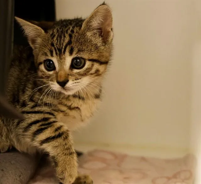 A baby small-sized female Domestic Short Hair cat named Devi for adoption in San Luis Obispo, CA