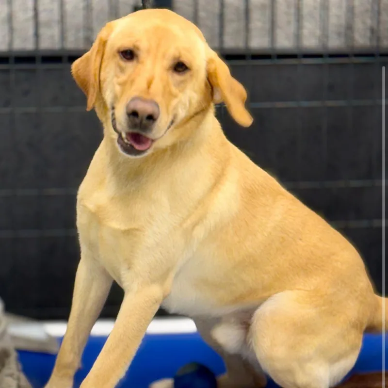 An adult small-sized male Yellow / Tan / Blond / Fawn Mixed Breed dog named Dollar Coming Soon! for adoption in Naperville, IL
