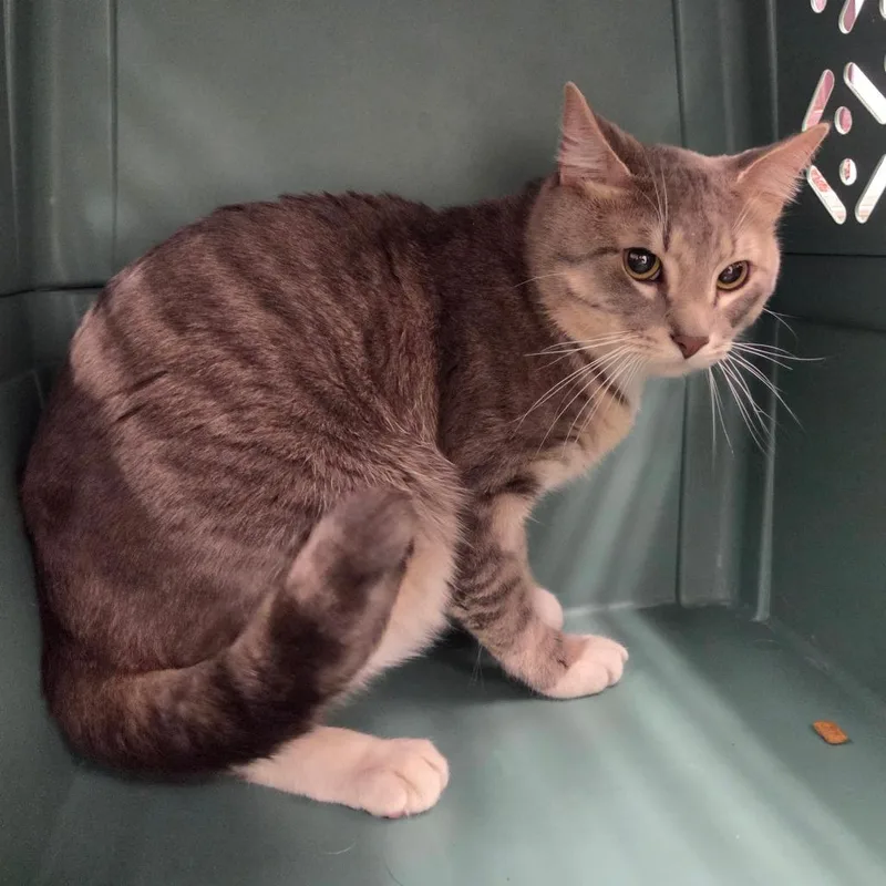 An adult small-sized male Gray / Blue / Silver Domestic Short Hair cat named Shaggy for adoption in Chattanooga, TN